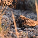 A reticulated brown and sand colored bird laying low on gravel-covered ground