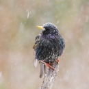 An iridescent black, purple and green bird perched on a branch