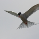 A white bird with black cap and orange beak and legs flies overhead with wings and tail feathers spread