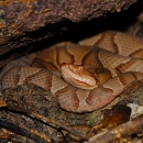 A rusty orange colored snake with pattern along its back hiding under a rock