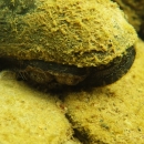 A freshwater mussel covered in algae with a small opening for filtering food out of the water