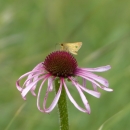 A tan colored butterfly with long antennae on a a bright purple flower