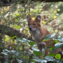 A red dog with fluffy white fur on it's chest and coming out of it's ears in a forest
