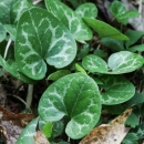 A green plant with leaves in the shape of an upside-down heart with white splotches