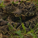 A brown snake with blackand brown spots, a triangular-shaped head and a rattle emerging from a coiled body