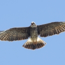 A mostly brown raptor with mouth open and white markings at the beginning of it's tail feathers, flying above