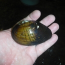 Black and Brown striped mussel in the palm of someone's hand.