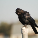 A black bird on a fence post calling