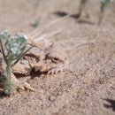A tan lizard with spikes along its head blends in with the sand