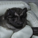 A bat in hand with large ears that partially cover it's face