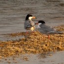 Two birds along a shoreline with black caps, white breast and grey features