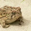 A tan colored toad with brown spots standing on sand