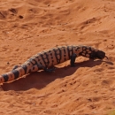 And orange and black spotted reptile walking on dusty red soil