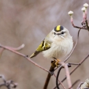A tan bird with bright yellow feathers on its head and wings