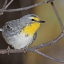 A grey bird with yellow throat perched on a branch