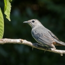 A gray bird with long tail feathers perched on a tree branch