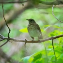 A white and brown speckled bird on a branch