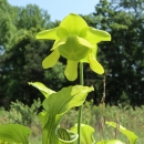 A green plant in the shape of a pitcher to collect water with a bright green flower