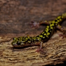 A black salamander with pea soup green spots and large black eyes on a log