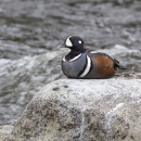 A brown, grey white a black striped duck sitting on a rock next to a flowing river