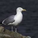 A gull with white breast, grey wings and a black ring around it's beak