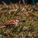 A small brown and black speckled bird walking in the grass