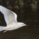 A white bird with pink feet flying over water