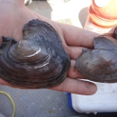 Two Inflated Heelspliter mussels being held in the palm of a hand. The one on the left is larger and more weathered than the one on the right. 