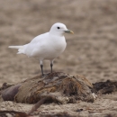 A stark white bird with black eye and legs standing on the carcass of a fallen seal on a beach