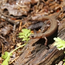 A brown and orange salamander on a wet log