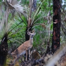 A curious deer with velvet covered antlers in a subtropical forest that was recently burned