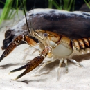 A tan crayfish with burnt orange and black pincers and armor scales on it's torso