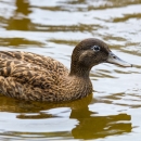 Light and dark brown duck swimming