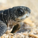 A scaly, dark-grey reptile hatchling, partially covered in sand on a beach