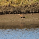 A bird on a wetland shore with rust colored breast, brown wings and a red beak