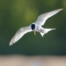 A small white bird with black head and yellow flying