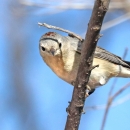 A grey bird with patchy red markings on the top of it's head