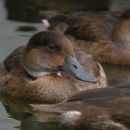 An individual bird in a flock floating on water. Variations of brown features and a dark beak