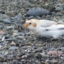 A small white bird with brown patches on it's head and orange beak