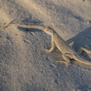 A tan colored lizard with repeating pattern that blends nicely in sand