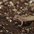 A light-colored gecko with brown spots standing on dark organic soil