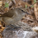 A tanish brown bird standing on a rock