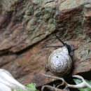 A muted grey snail with spiraled light brown shell, crawling on a rockface