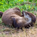 A mammal laying on the bank of a river on its back