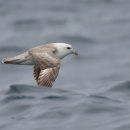 A white and light-brown bird flying low over the water
