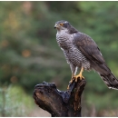 A brown hawk with yellow feet, white and brown stripes on its breast, a sharp beak and bright orange eyes
