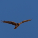 A light and dark brown bird of prey soaring in the blue sky