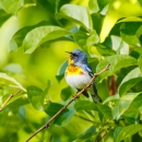 A light blue, bright yellow bird with white breast singing from a tree branch