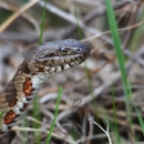 A brown, rust and dark brown colored snake with light-colored body in grass