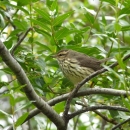 A small bird in a tree with brown featers on its head and back, white breast with brown spots